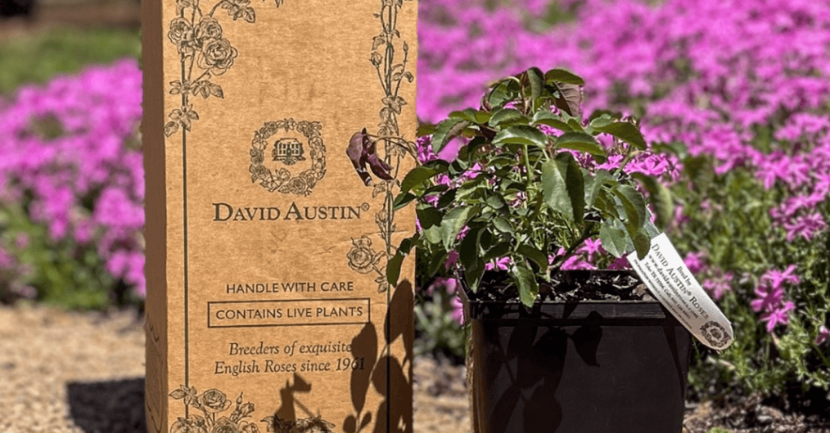 David Austin Roses