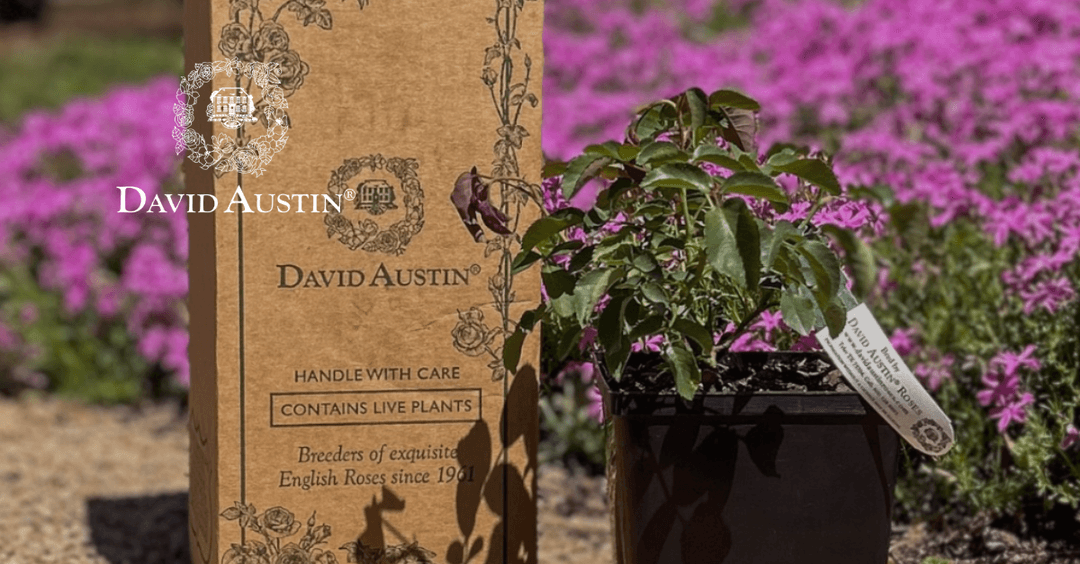 David Austin Roses case study